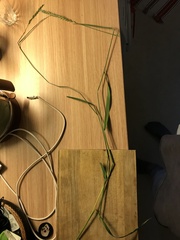 Elymus repens repens
