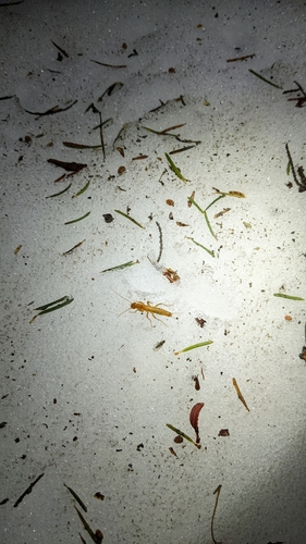 iNaturalist observation photo of Grylloblatta washoa