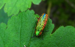 Lamprodila mirifica