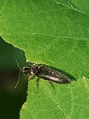Limonius quercinus