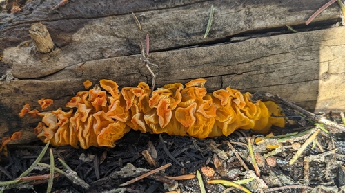iNaturalist observation photo of alpine jelly cone