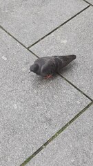 Columba livia domestica