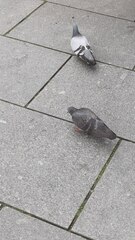 Columba livia domestica
