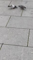 Columba livia domestica