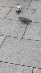 Columba livia domestica