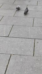 Columba livia domestica