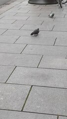 Columba livia domestica