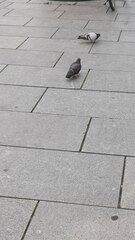 Columba livia domestica