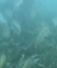 Halichoeres bivittatus