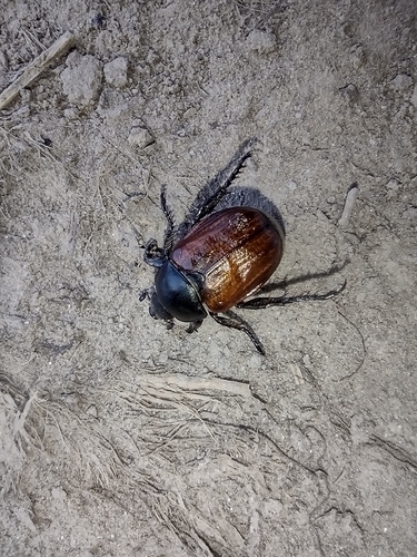 chrústovec široký (Anisoplia lata)