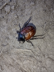Anisoplia lata