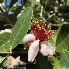 Feijoa sellowiana