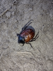 Anisoplia lata