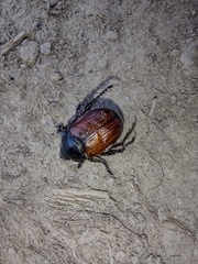 Anisoplia lata