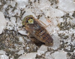 Tremulicerus distinguendus