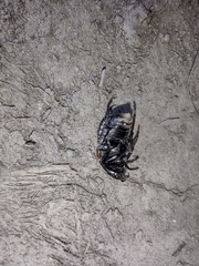 Anisoplia lata