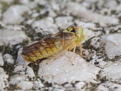 Tremulicerus distinguendus