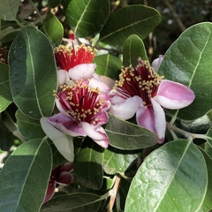 Feijoa sellowiana