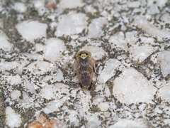 Tremulicerus distinguendus