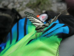 Graphium eurous asakurae
