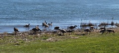 Branta canadensis