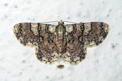 Myrioblephara pingasoides