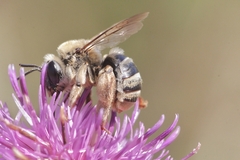 Eucera