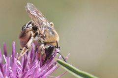 Eucera