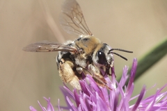 Eucera