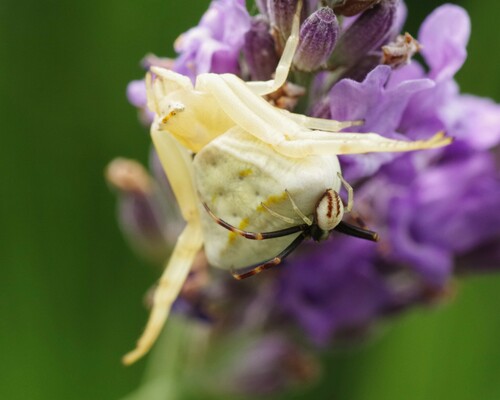 Goldenrod crab spider