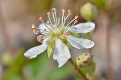 Sibbaldiopsis tridentata