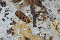 Phaecasiophora confixana