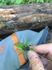 Aegomorphus quadrigibbus