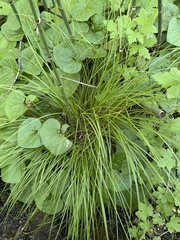 Carex bolanderi