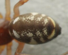 Microlinyphia pusilla