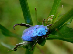 Hoplia coerulea