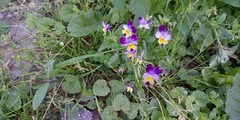 Viola × wittrockiana