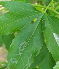Liriomyza schmidti