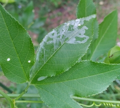 Liriomyza schmidti
