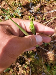 Platanthera blephariglottis