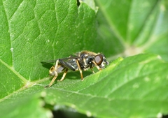 Xylota sylvarum