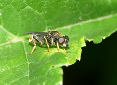 Xylota sylvarum