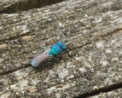 Trichrysis cyanea