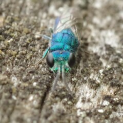 Trichrysis cyanea