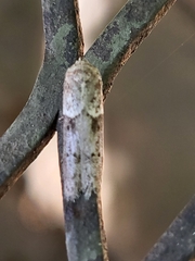 Blastobasis glandulella