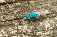 Trichrysis cyanea