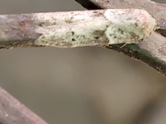 Blastobasis glandulella