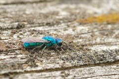 Trichrysis cyanea