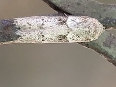 Blastobasis glandulella