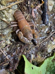 Cambarus asperimanus